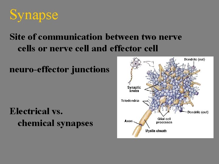 Synapse Site of communication between two nerve cells or nerve cell and effector cell