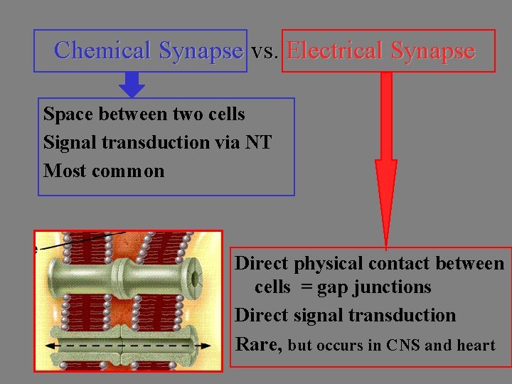 Chemical Synapse vs. Electrical Synapse Space between two cells Signal transduction via NT Most