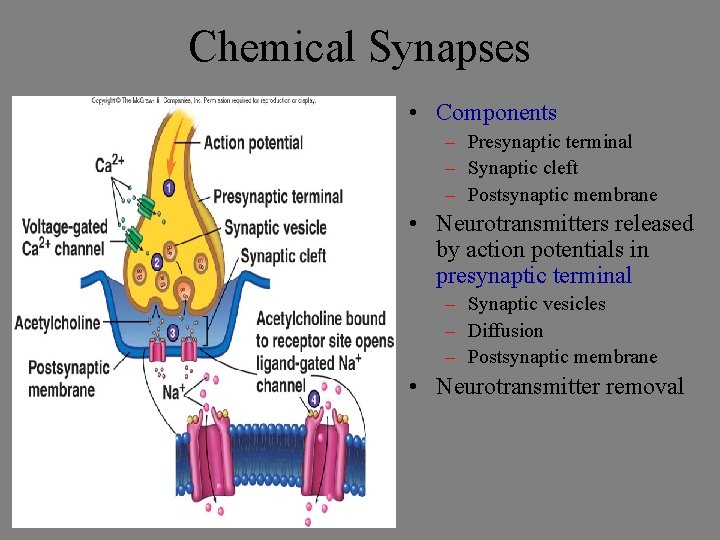 Chemical Synapses • Components – Presynaptic terminal – Synaptic cleft – Postsynaptic membrane •