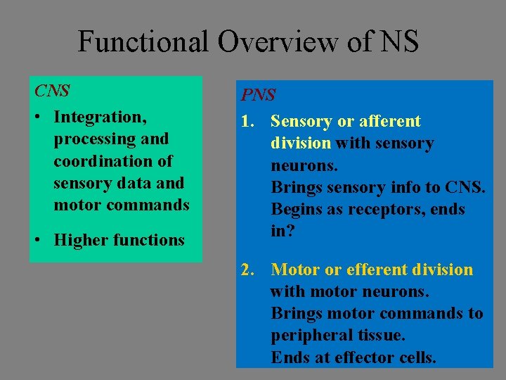 Functional Overview of NS CNS • Integration, processing and coordination of sensory data and