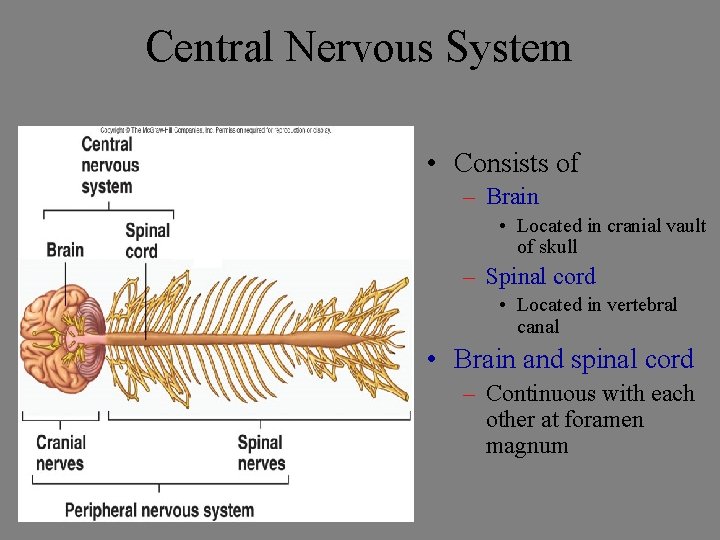 Central Nervous System • Consists of – Brain • Located in cranial vault of