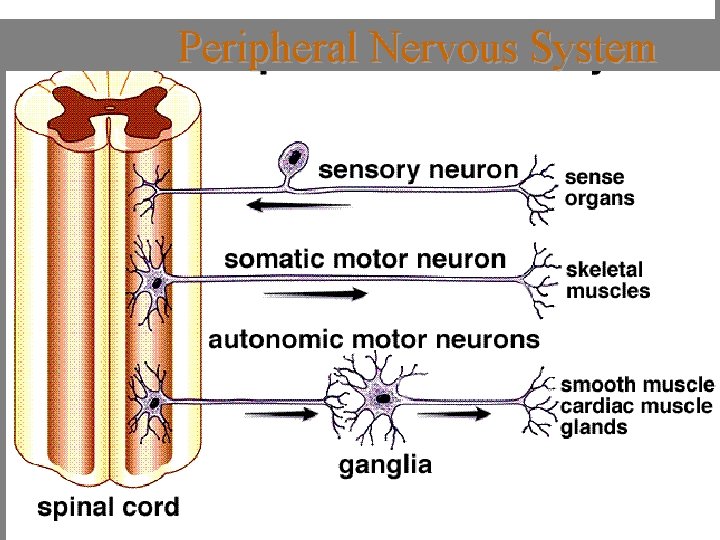 Peripheral Nervous System 