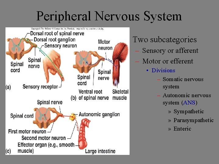Peripheral Nervous System • Two subcategories – Sensory or afferent – Motor or efferent