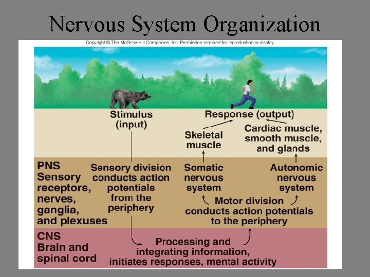 Nervous System Organization 