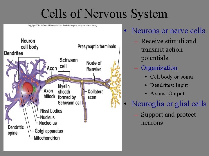 Cells of Nervous System • Neurons or nerve cells – Receive stimuli and transmit