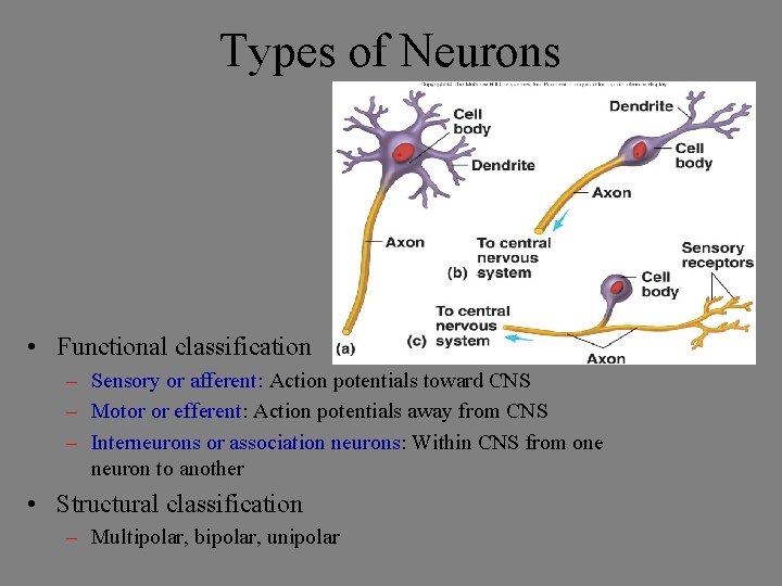 Types of Neurons • Functional classification – Sensory or afferent: Action potentials toward CNS