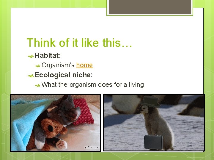 Think of it like this… Habitat: Organism’s Ecological What home niche: the organism does