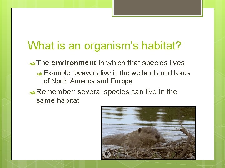 What is an organism’s habitat? The environment in which that species lives Example: beavers