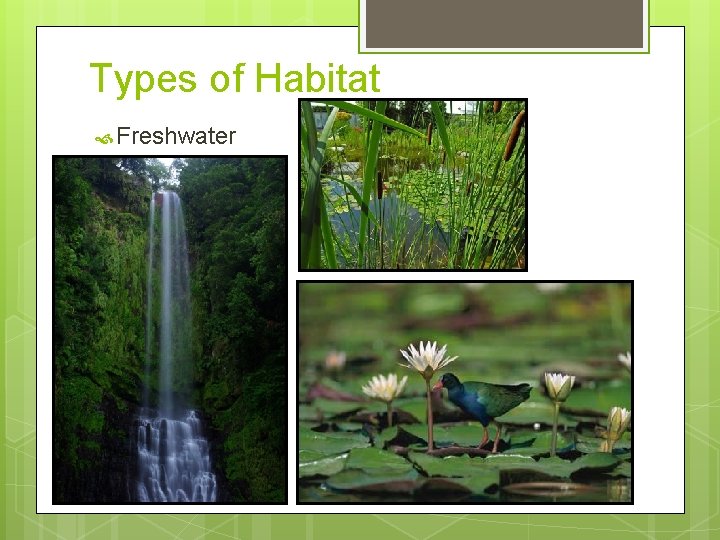 Types of Habitat Freshwater 