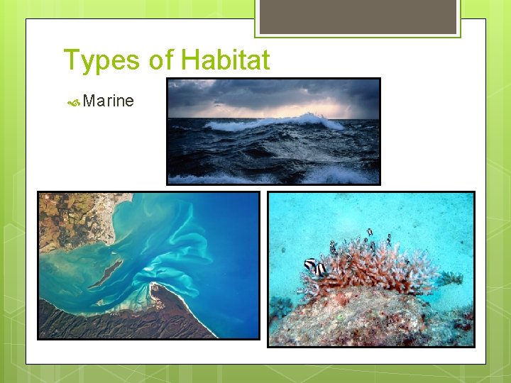 Types of Habitat Marine 