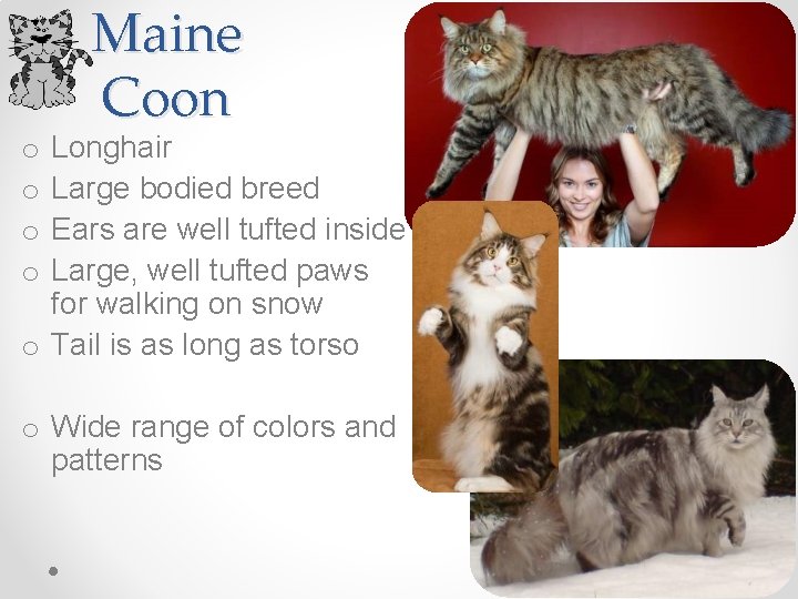 Maine Coon Longhair Large bodied breed Ears are well tufted inside Large, well tufted