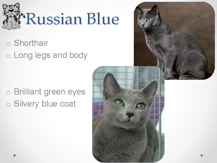 Russian Blue o Shorthair o Long legs and body o Brilliant green eyes o