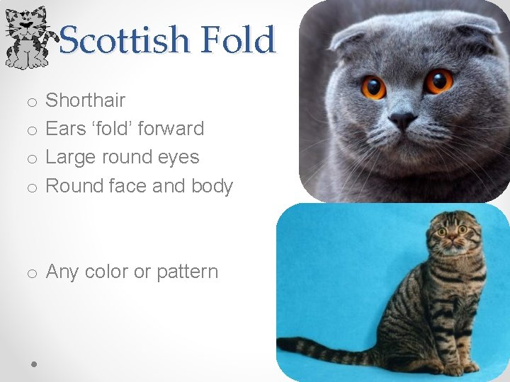 Scottish Fold o o Shorthair Ears ‘fold’ forward Large round eyes Round face and