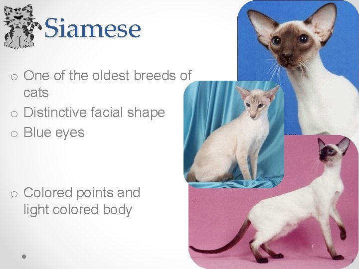 Siamese o One of the oldest breeds of cats o Distinctive facial shape o