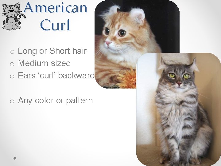 American Curl o Long or Short hair o Medium sized o Ears ‘curl’ backwards