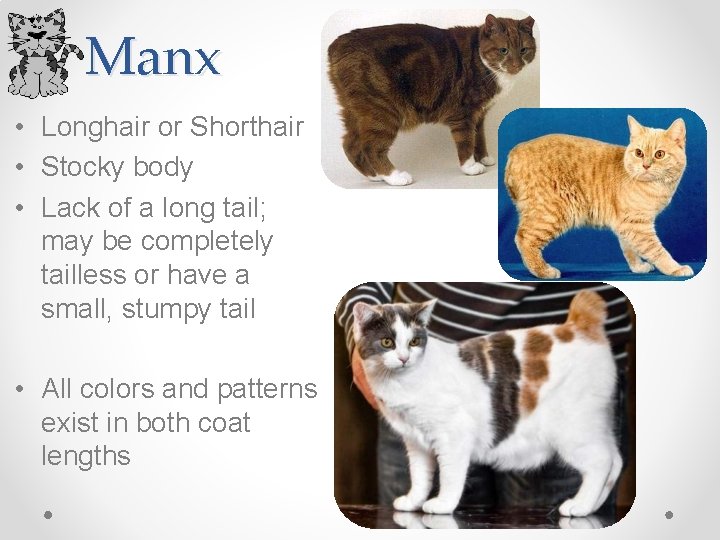 Manx • Longhair or Shorthair • Stocky body • Lack of a long tail;