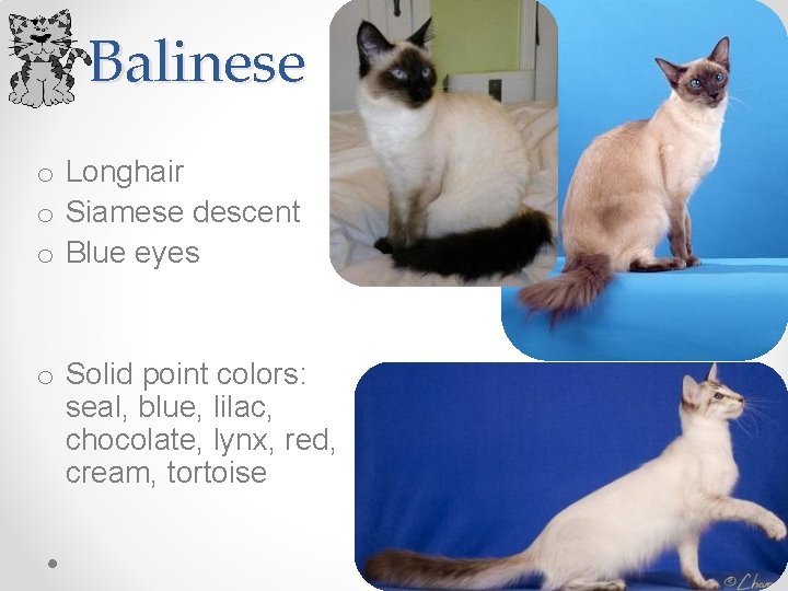 Balinese o Longhair o Siamese descent o Blue eyes o Solid point colors: seal,