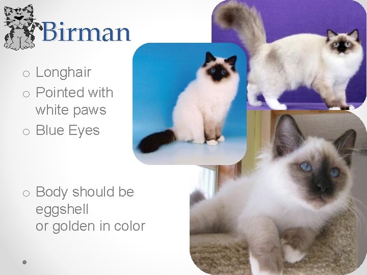 Birman o Longhair o Pointed with white paws o Blue Eyes o Body should