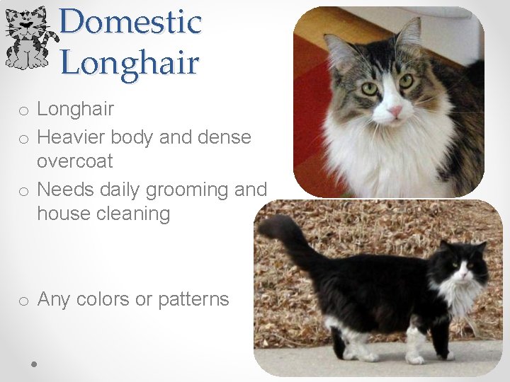 Domestic Longhair o Heavier body and dense overcoat o Needs daily grooming and house