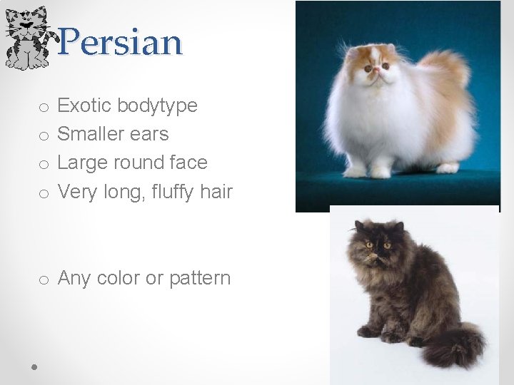 Persian o o Exotic bodytype Smaller ears Large round face Very long, fluffy hair