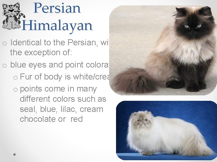 Persian Himalayan o Identical to the Persian, with the exception of: o blue eyes