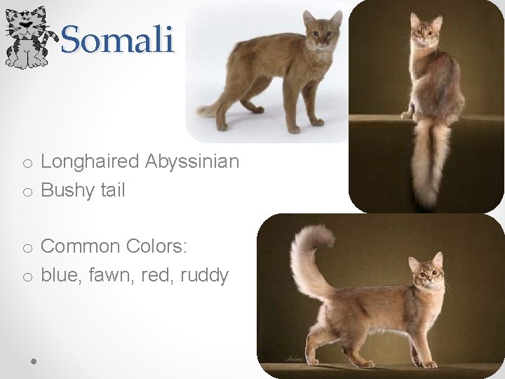 Somali o Longhaired Abyssinian o Bushy tail o Common Colors: o blue, fawn, red,