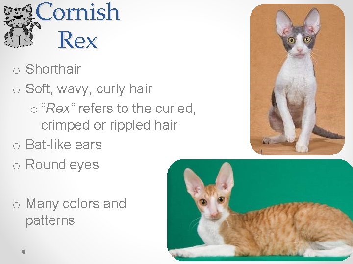 Cornish Rex o Shorthair o Soft, wavy, curly hair o “Rex” refers to the