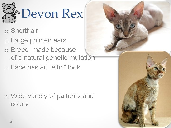 Devon Rex o Shorthair o Large pointed ears o Breed made because of a