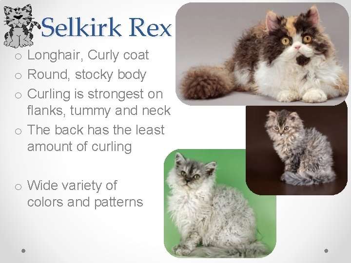 Selkirk Rex o Longhair, Curly coat o Round, stocky body o Curling is strongest