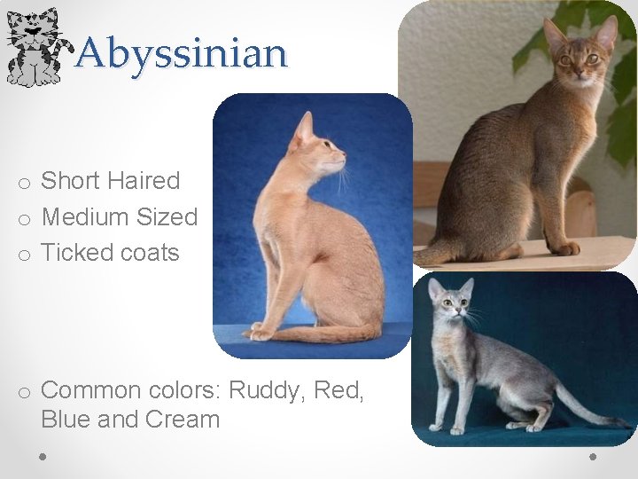 Abyssinian o Short Haired o Medium Sized o Ticked coats o Common colors: Ruddy,