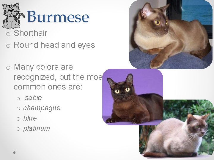 Burmese o Shorthair o Round head and eyes o Many colors are recognized, but