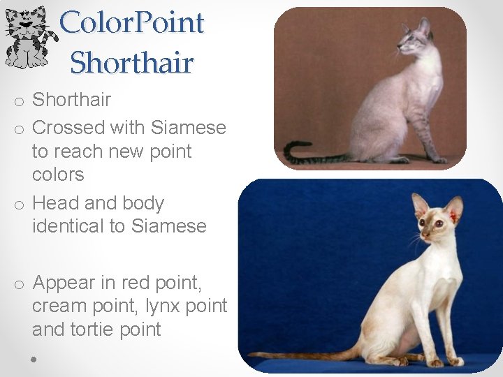 Color. Point Shorthair o Crossed with Siamese to reach new point colors o Head