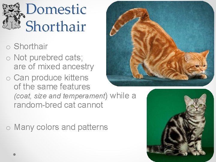 Domestic Shorthair o Not purebred cats; are of mixed ancestry o Can produce kittens