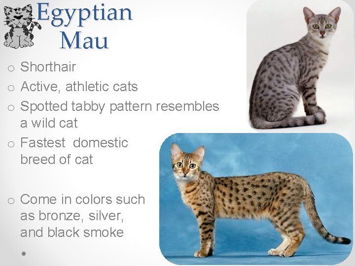Egyptian Mau o Shorthair o Active, athletic cats o Spotted tabby pattern resembles a