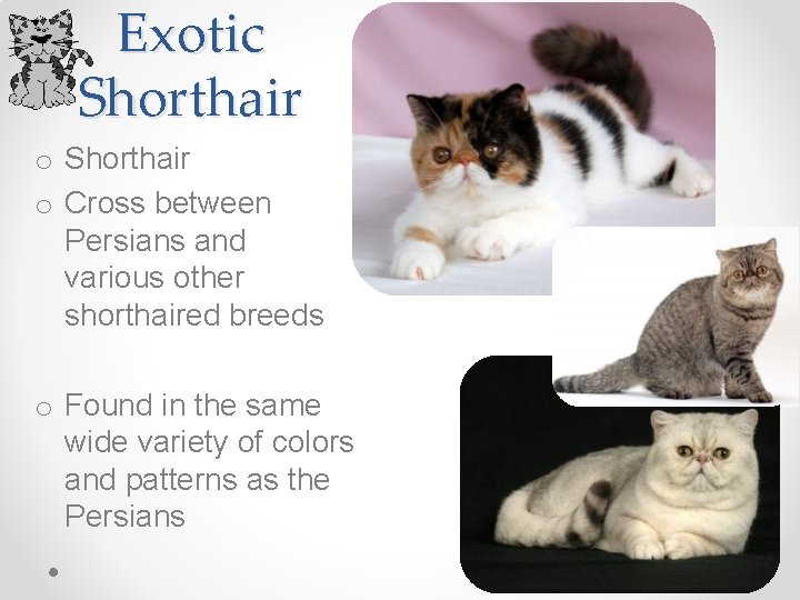Exotic Shorthair o Cross between Persians and various other shorthaired breeds o Found in