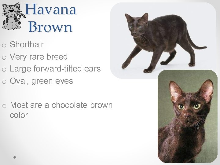 Havana Brown o o Shorthair Very rare breed Large forward-tilted ears Oval, green eyes