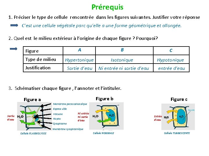 Prérequis 1. Préciser le type de cellule rencontrée dans les figures suivantes. Justifier votre