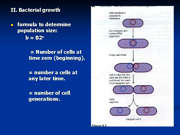 II. Bacterial growth n formula to determine population size: b = B 2 n