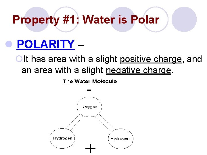 Property #1: Water is Polar l POLARITY – ¡It has area with a slight
