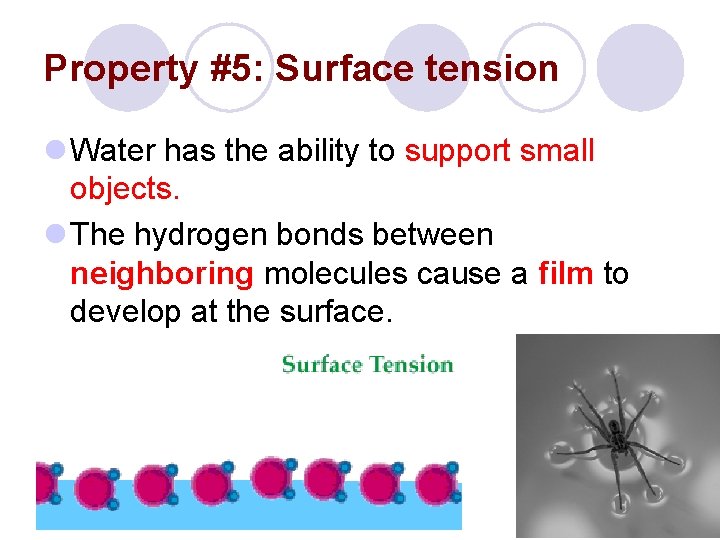Property #5: Surface tension l Water has the ability to support small objects. l
