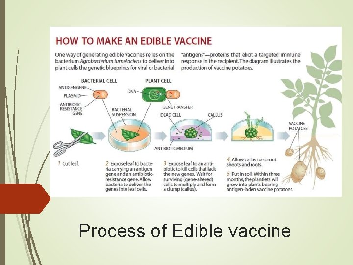 Process of Edible vaccine 