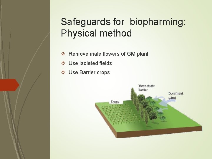 Safeguards for biopharming: Physical method Remove male flowers of GM plant Use Isolated fields