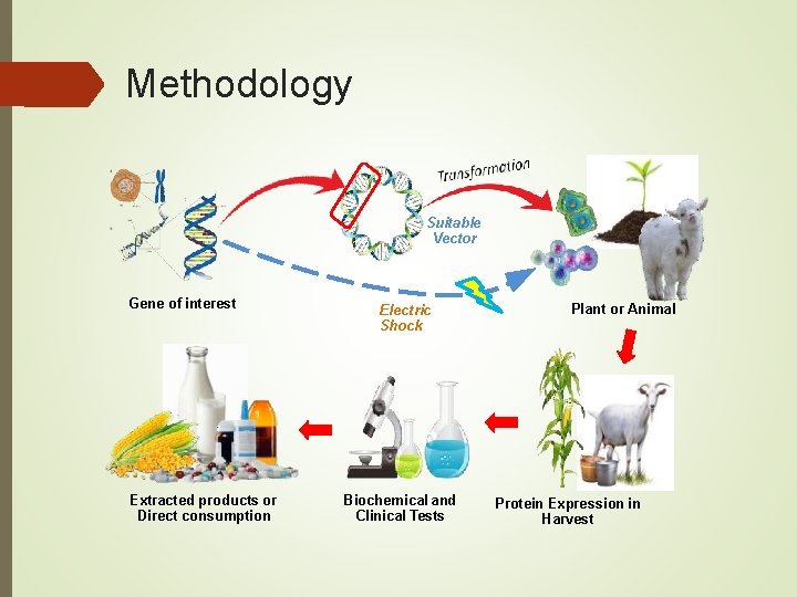 Methodology Suitable Vector Gene of interest Extracted products or Direct consumption Electric Shock Biochemical