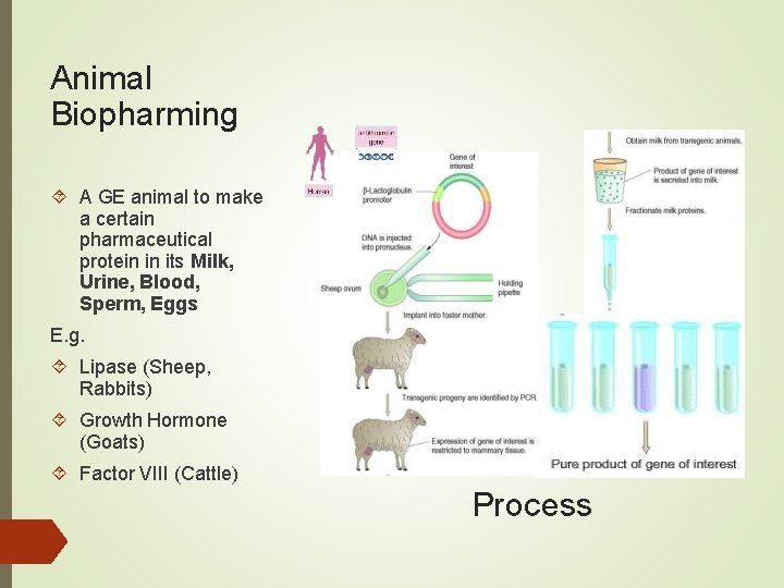 Animal Biopharming A GE animal to make a certain pharmaceutical protein in its Milk,