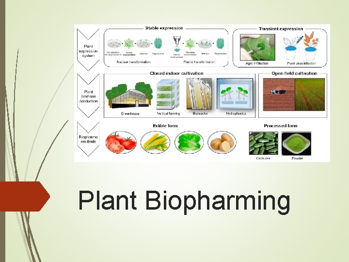 Plant Biopharming 