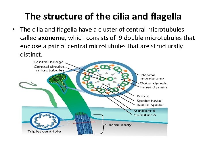 The structure of the cilia and flagella • The cilia and flagella have a