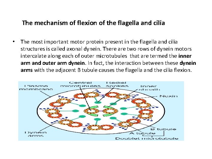 The mechanism of flexion of the flagella and cilia • The most important motor