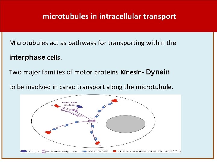 microtubules in intracellular transport Microtubules act as pathways for transporting within the interphase cells.