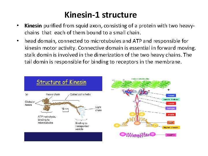 Kinesin-1 structure • Kinesin purified from squid axon, consisting of a protein with two