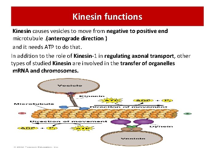 Kinesin functions Kinesin causes vesicles to move from negative to positive end microtubule. (anterograde